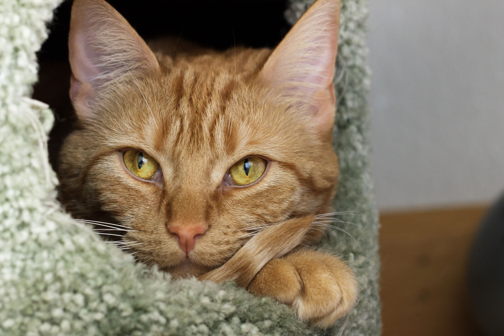 Red tabby cat curled up in a hole in a cat pole