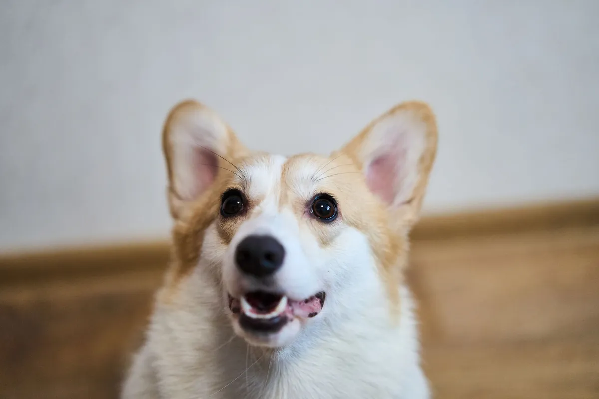 An adorable and joyful corgi with a delightful expression