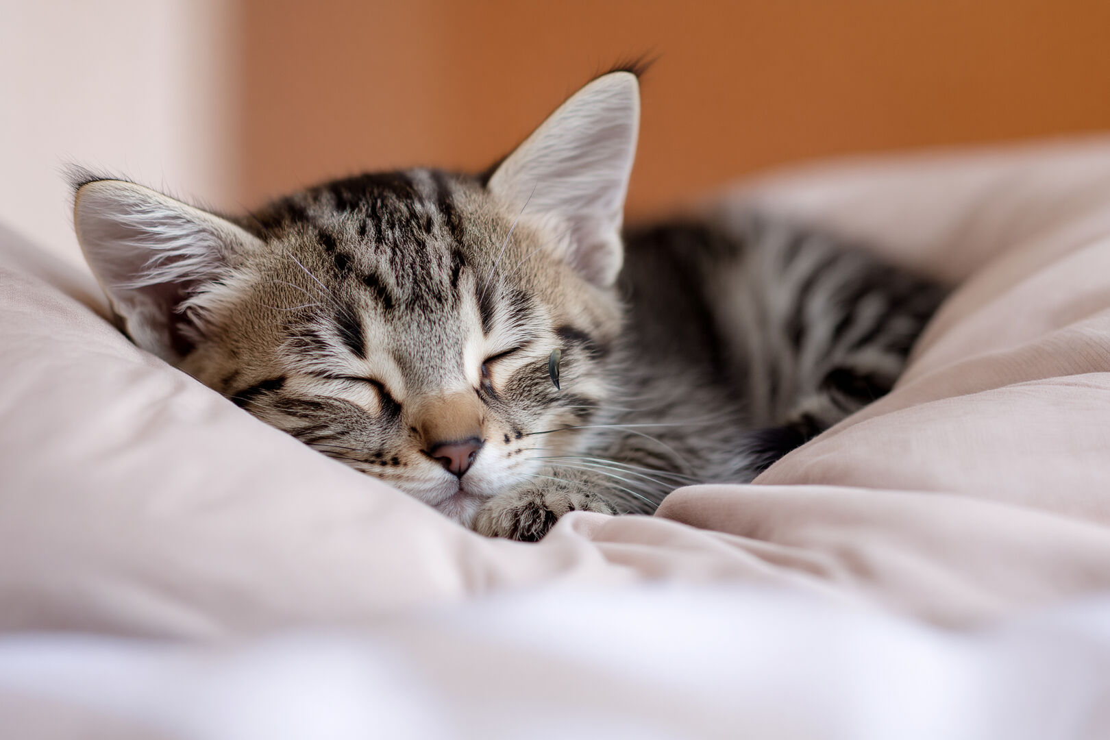 Cute kitten napping on a pillow
