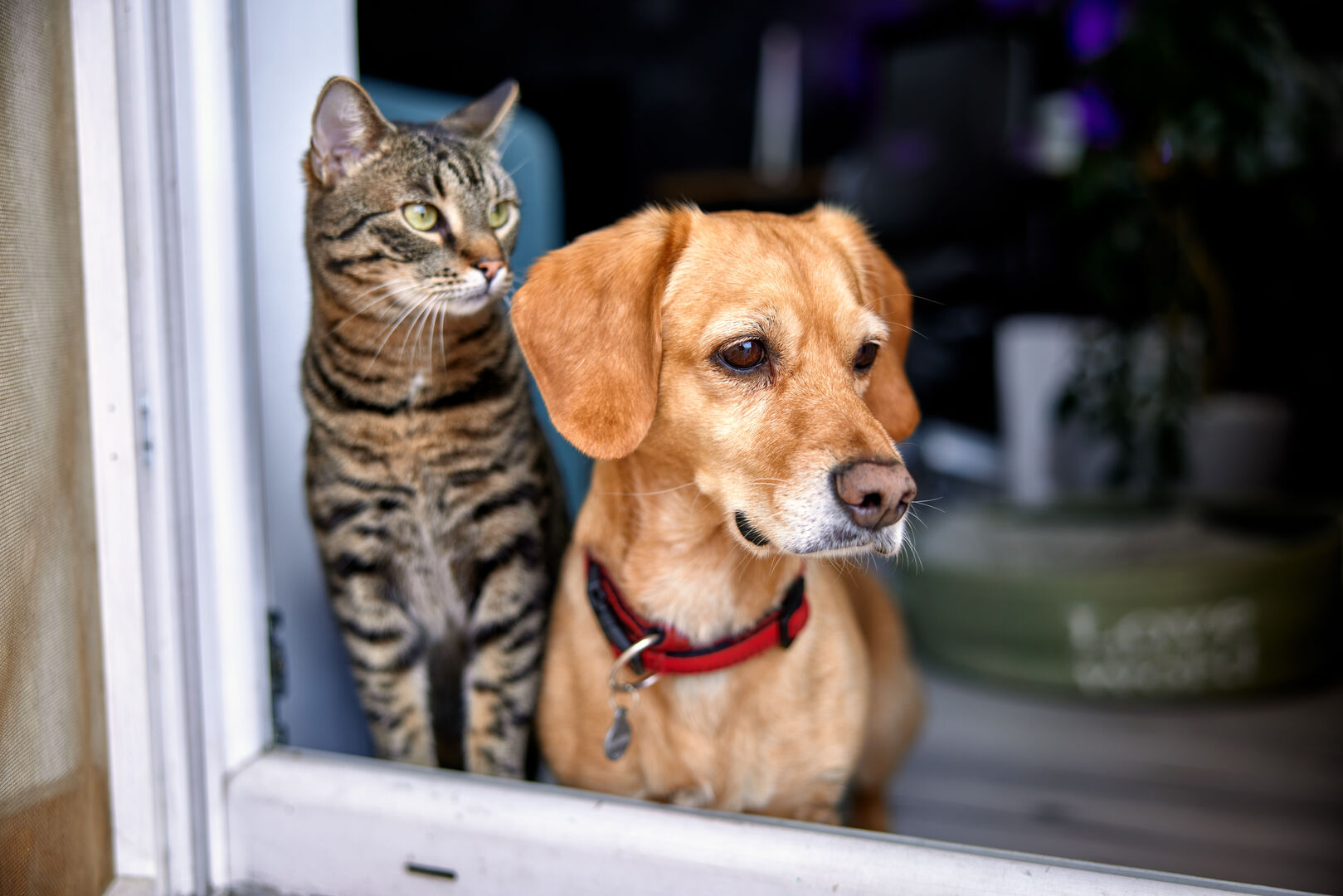 dog and cat looking out the window together