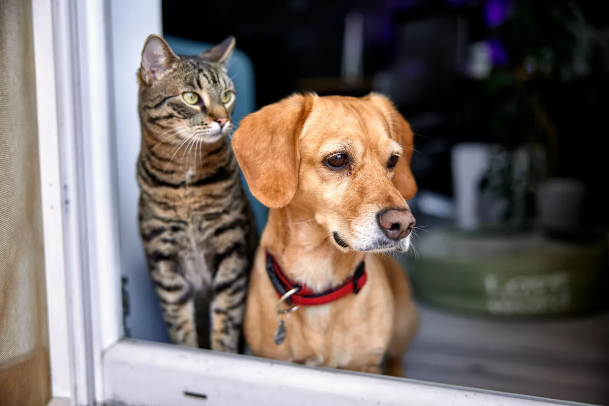 dog and cat looking out the window together