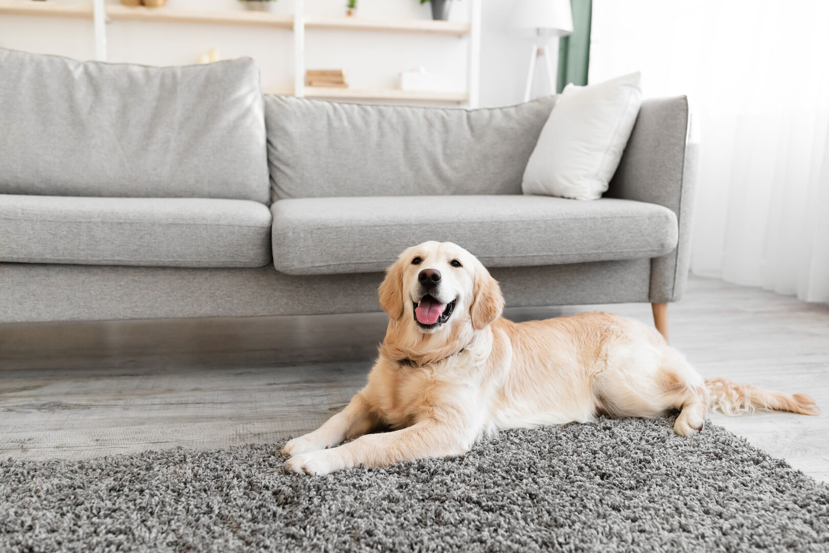 Cute happy dog lying on the floor carpet