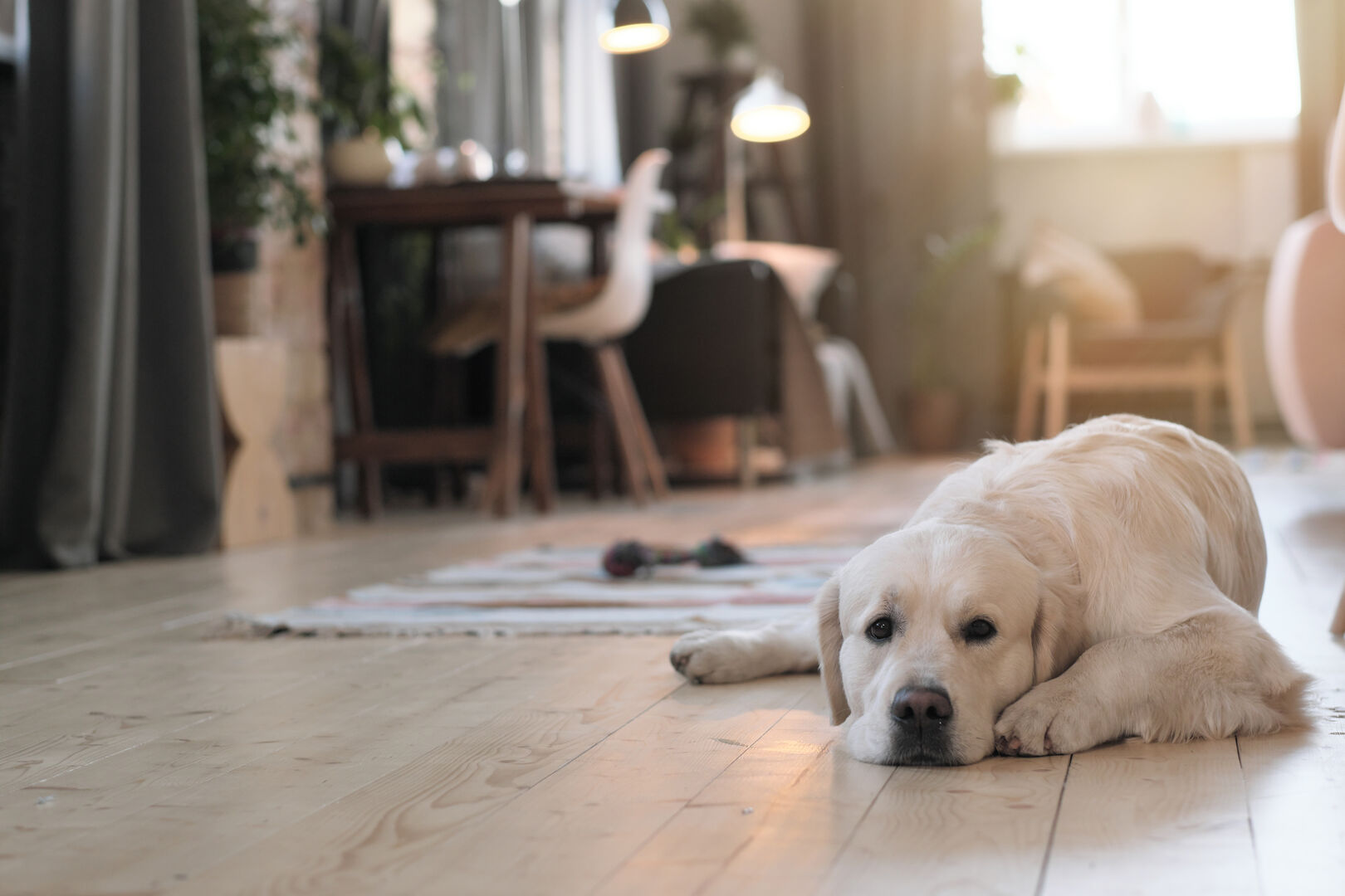cute dog lying on a wooden floor and resting