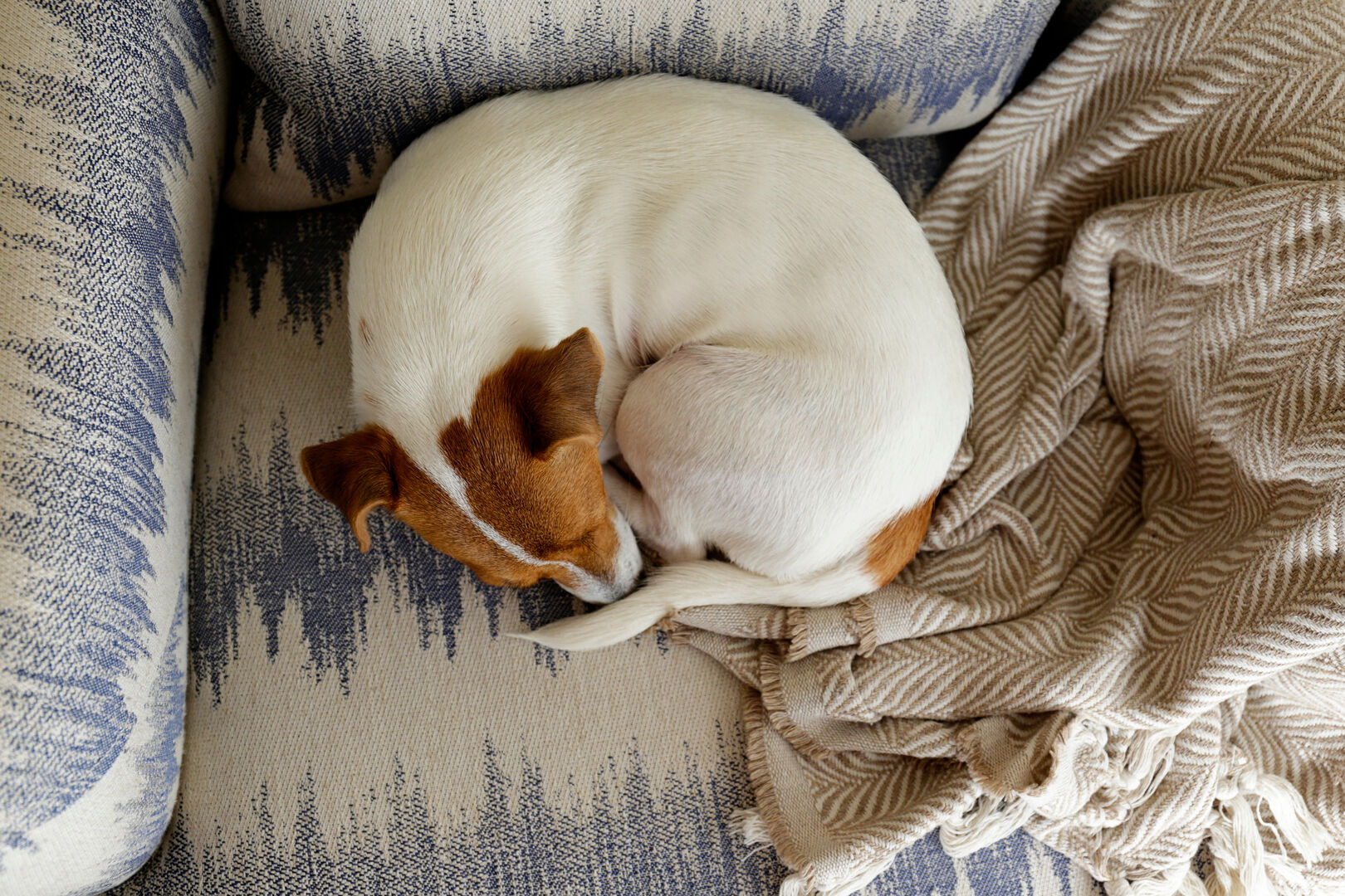 Jack Russell Terrier puppy sleeping curled up in a ball on the arm chair