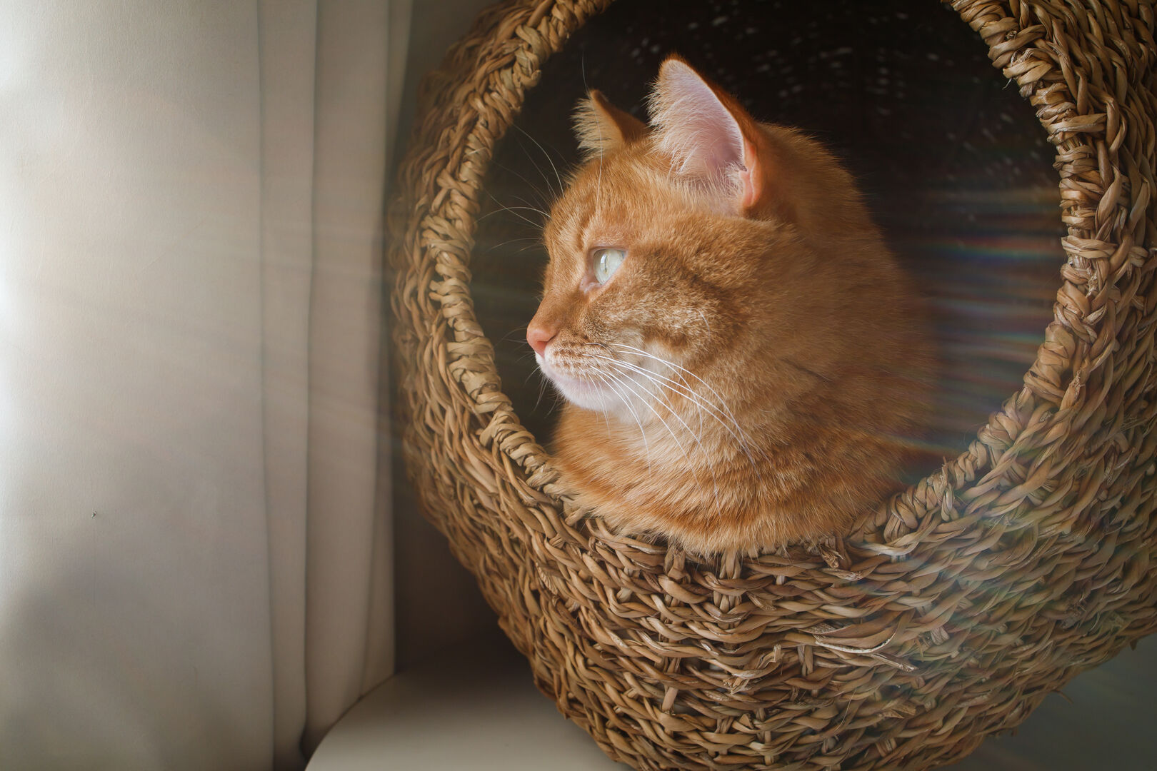 Ginger cat sitting in the cat house close up
