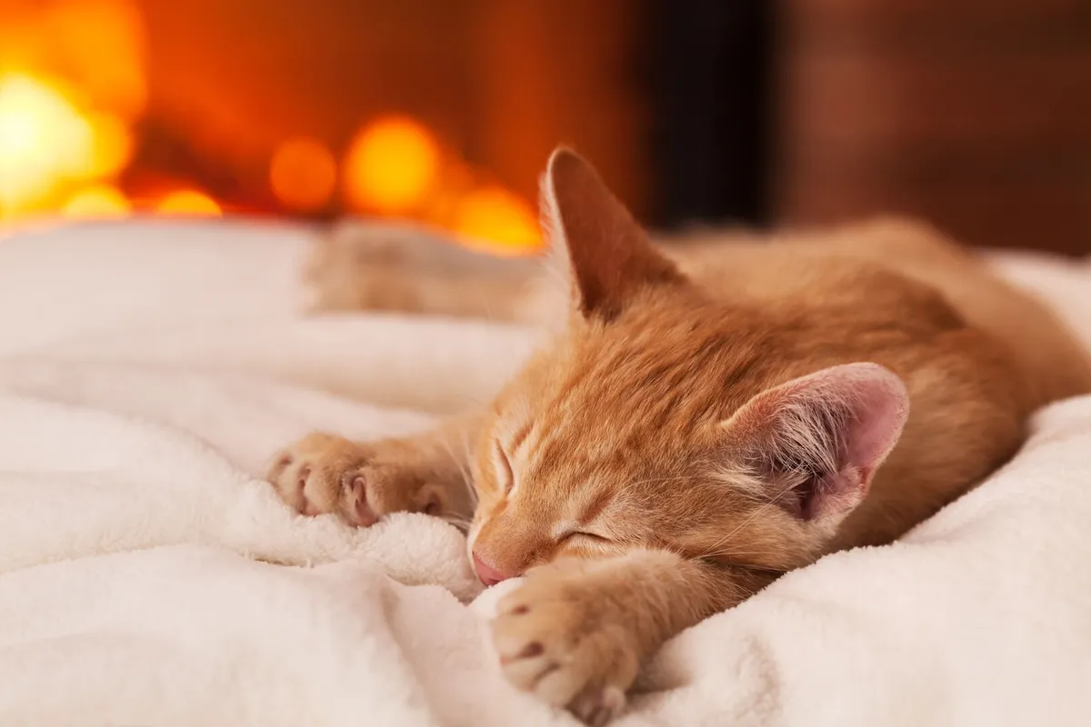 Orange kitten lying on white blanket sleeping