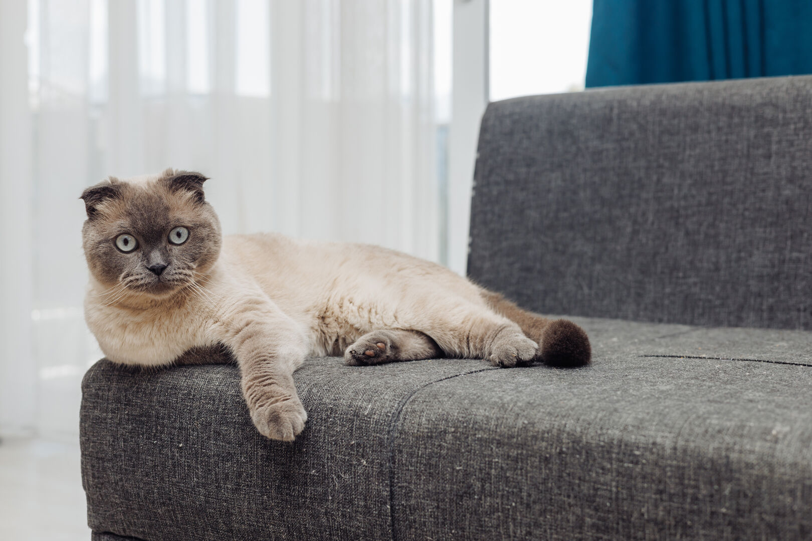 Cat lounging on a couch in a well-lit living room during the day