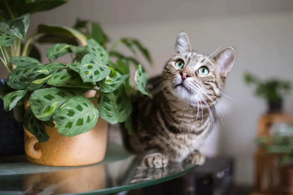 A tabby cat sitting on a glass table beside a leafy potted plant