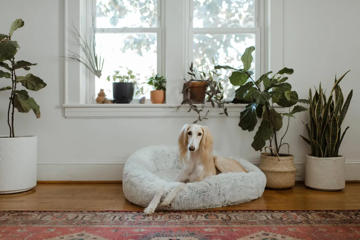 A dog relaxing in a fluffy bed beside a sunny window filled with houseplants