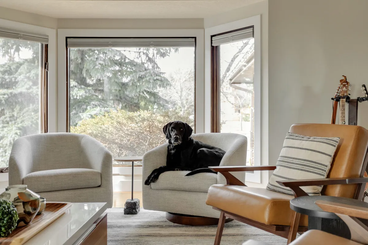 Dog sitting on a chair in a modern living room in front of bay windows