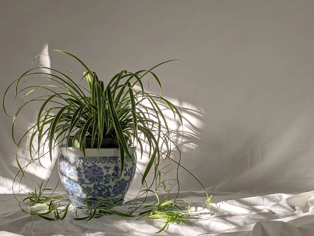 A spider plant with trailing plantlets in a blue and white ceramic pot in the sunlight