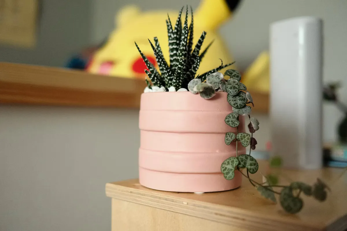 A zebra haworthia with striped leaves in a pink planter on a wooden cabinet