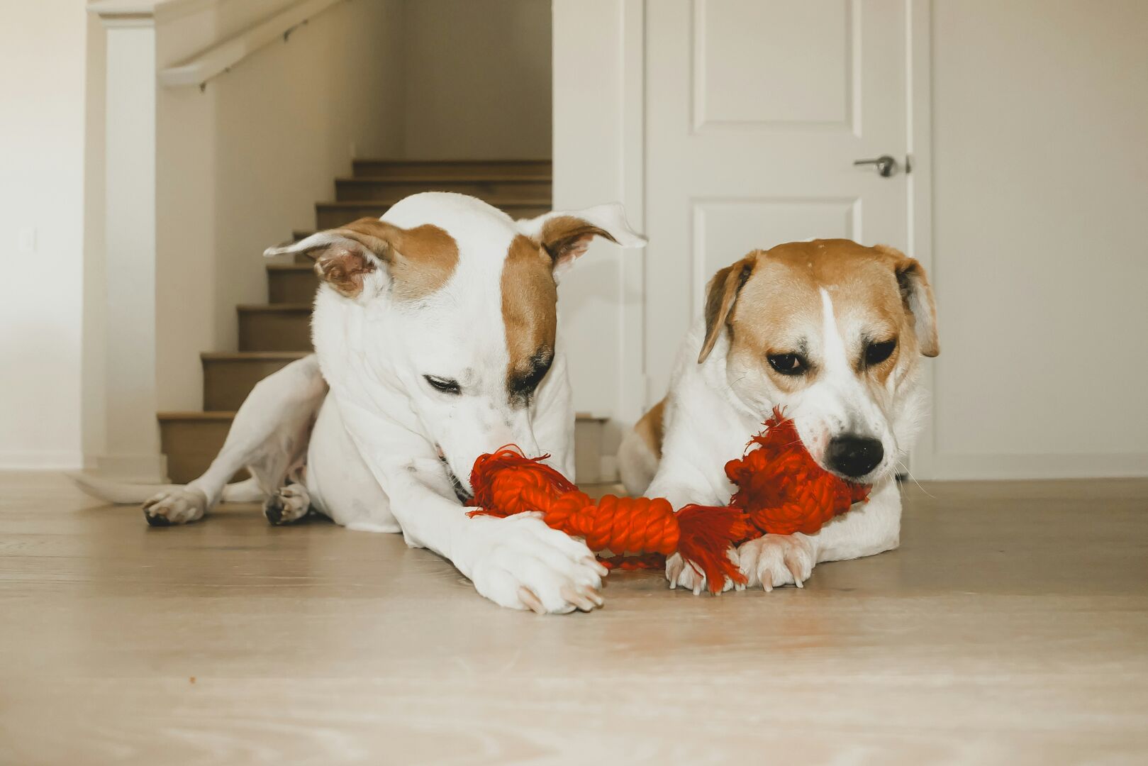 Two brown and white dogs playing with a toy on hardwood floors.