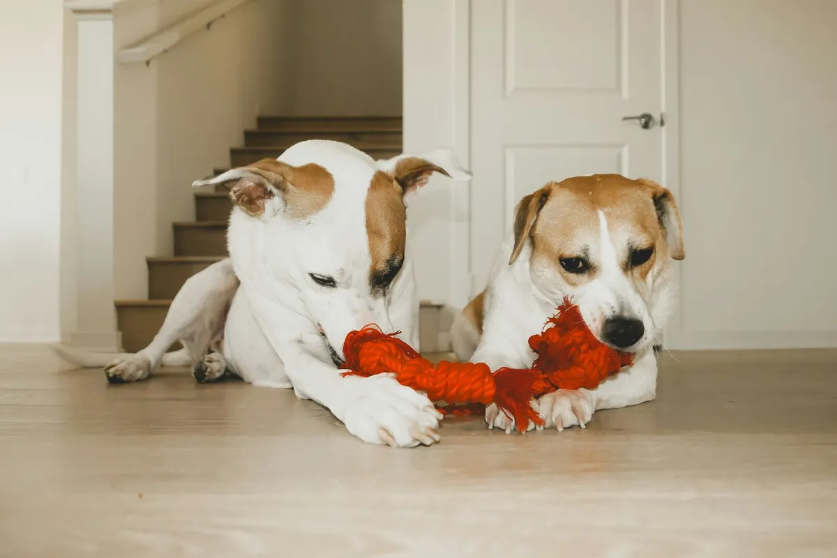 Two brown and white dogs playing with a toy on hardwood floors.