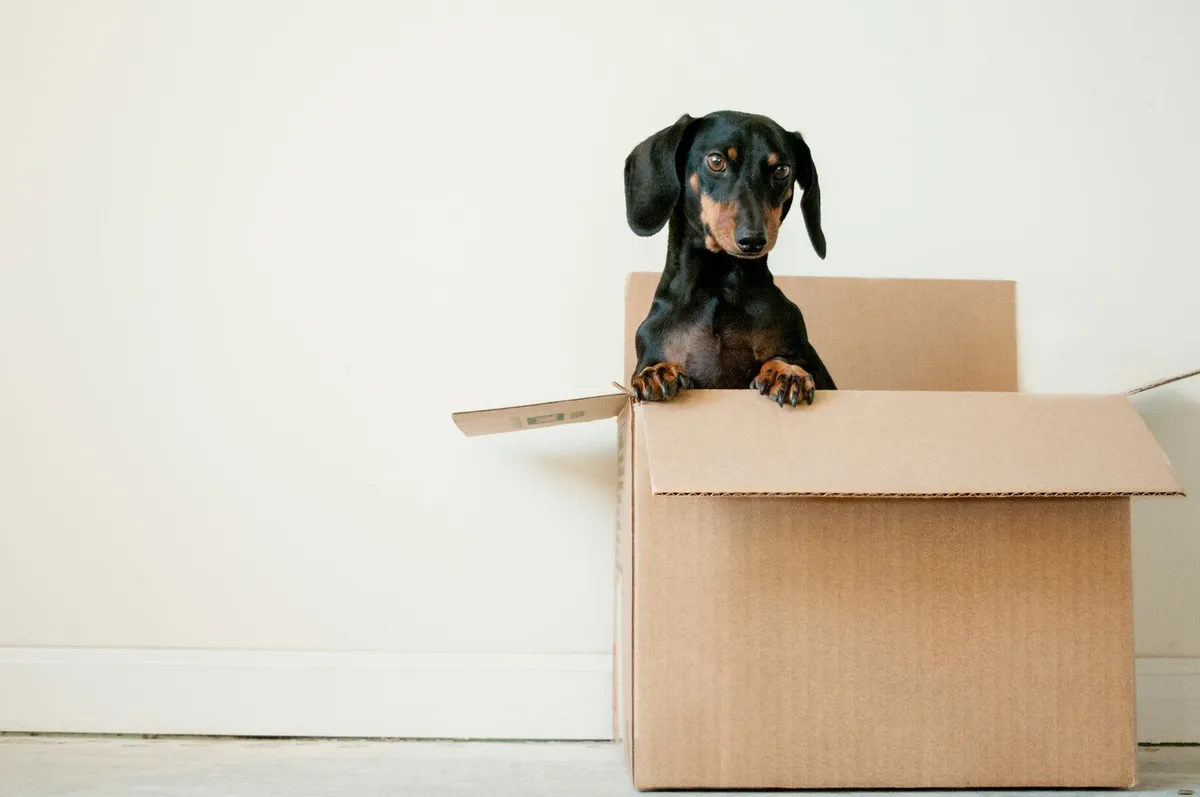 Dachshund dog in a moving box in white living room.