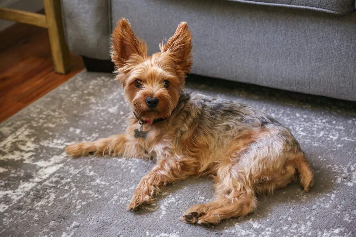 A small dog laying on a grey and white area rug in front of a grey sofa.