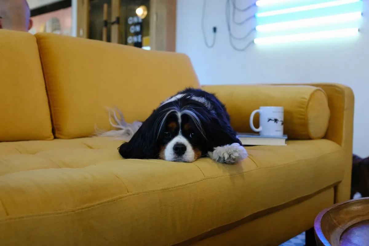 Small black and brown dog laying on a modern yellow sofa