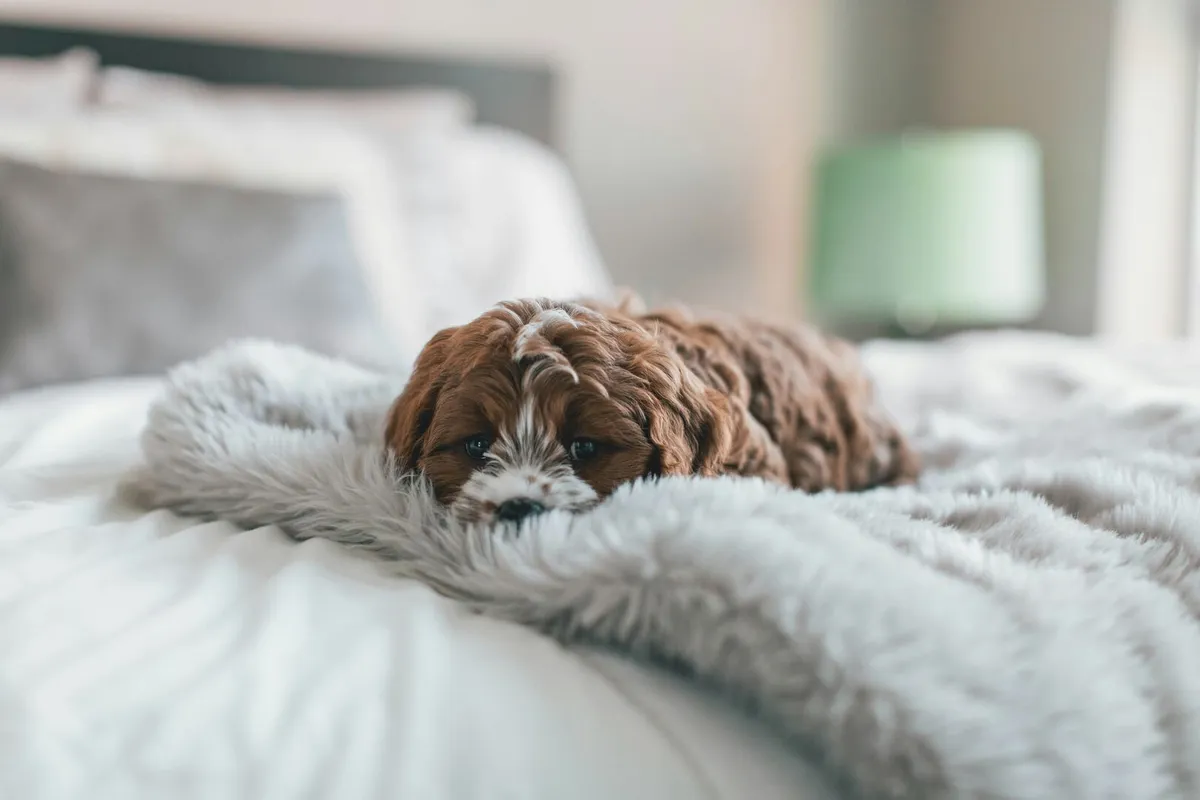 A small puppy laying on a grey fur blanket on top of a bed.