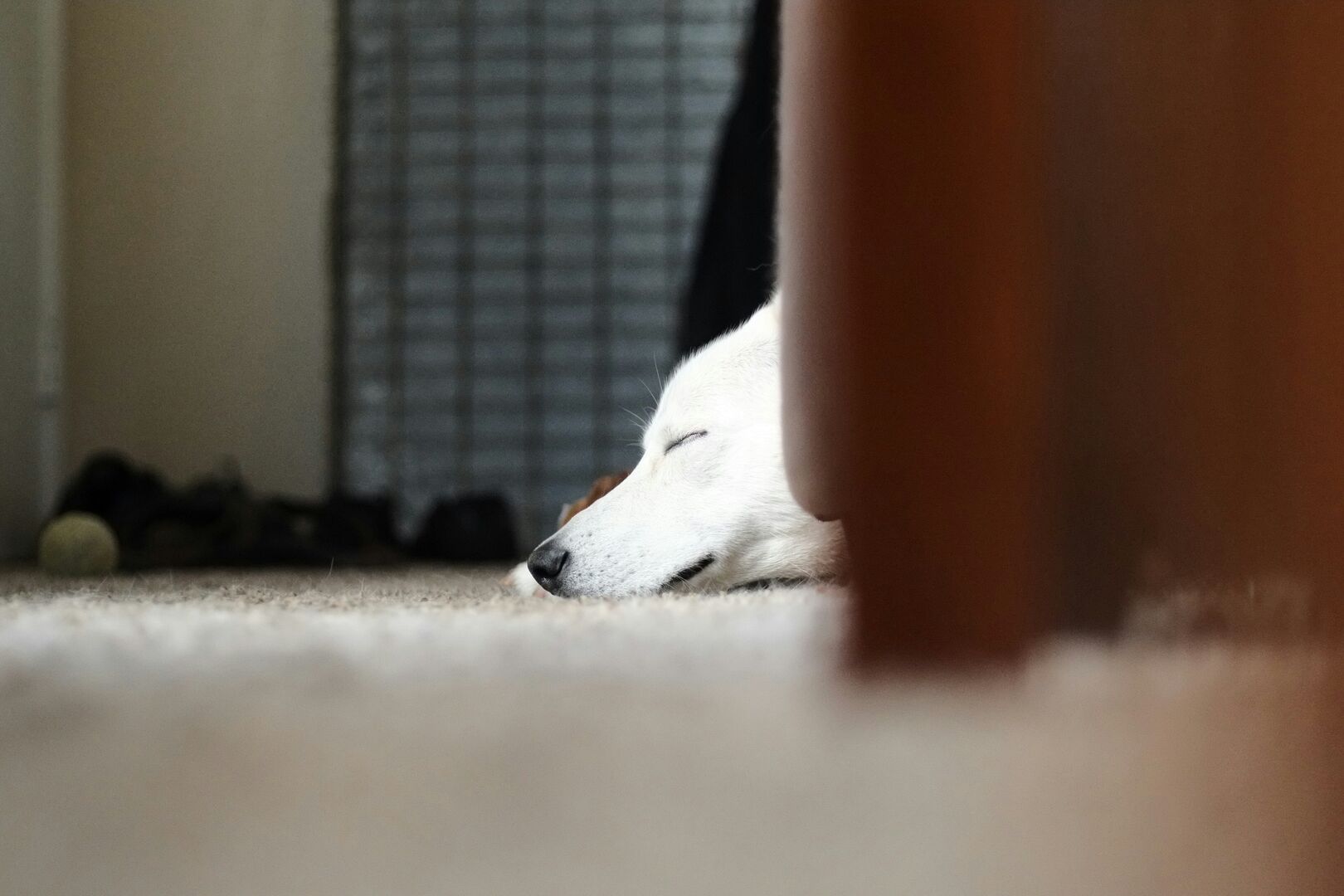 White dog sleeping in white carpeted living room.