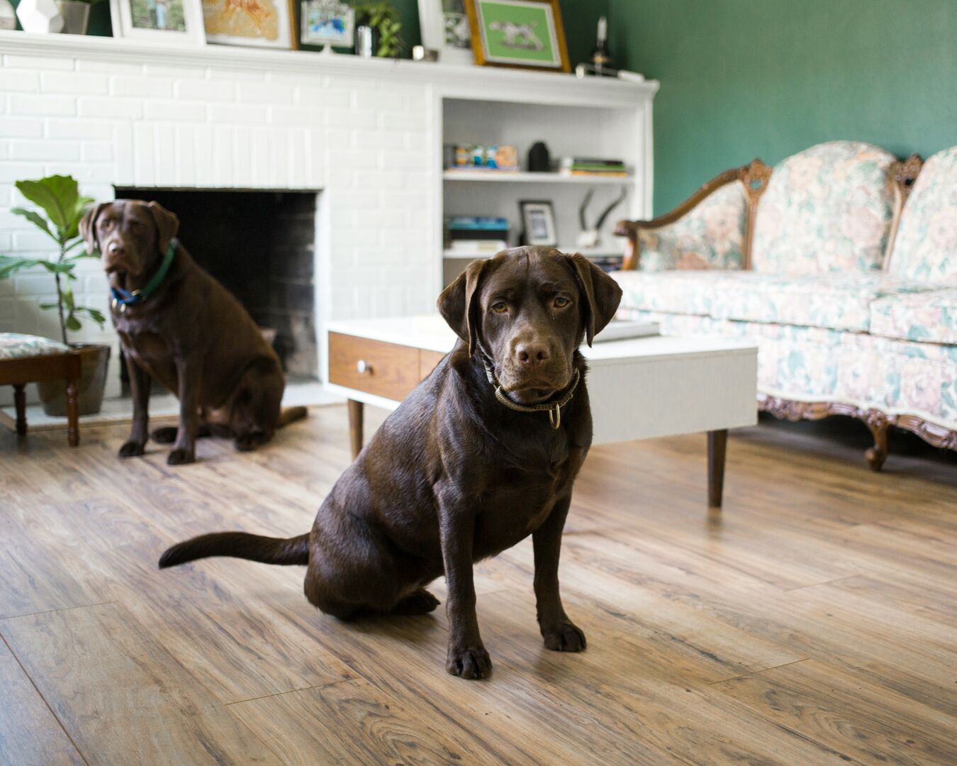 Pair of chocolate labs in eclectic living room with warm brown LVP floors.